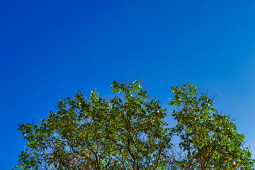 A green tree against a sky. Crown of a tree against the blue sky.