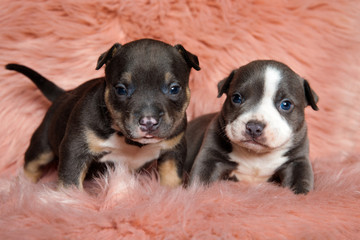 Two focused American bully cubs looking forward