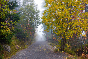 Foggy autumn walkway with a silhouette of a man in the fog at the park of Strbske pleso lake in High Tatras National Park in Slovakia