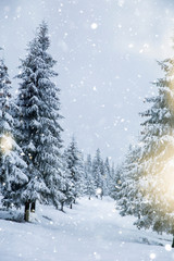 Scenic winter landscape with snowy fir trees. Winter postcard.