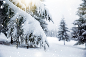 Scenic winter landscape with snowy fir trees. Winter postcard.