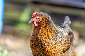 Hen on an organic farm. Free range chicken. Happy Hen The hen lays an egg.