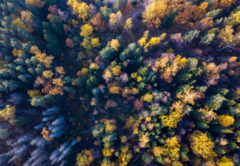 Aerial view of bright yellow autumn forest with yellow and green leaves and naked trunks. Autumn...