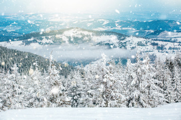 Obraz premium Scenic winter landscape with snowy fir trees. Winter postcard.