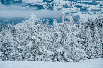Scenic winter landscape with snowy fir trees. Winter postcard.