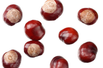 chestnuts isolated on white background. top view