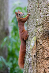 Eichhörnchen hängt an einem Baumstamm mit einer Nuss im Mund