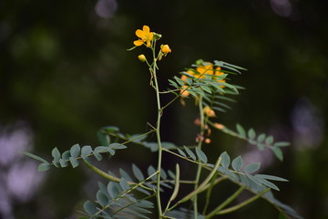 yellow flower plant with green leaves