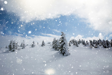 Scenic winter landscape with snowy fir trees. Winter postcard.