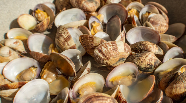 Veracious clams of the Tyrrhenian Sea, Italy