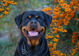 Beautiful rottweiler dog head outdoor portrait on green bushes with orange berries natural background. - obrazy, fototapety, plakaty