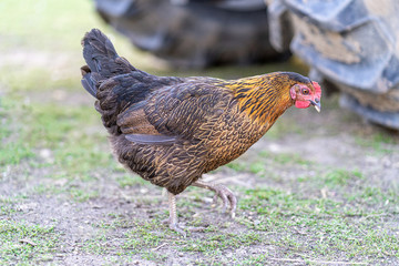 Hen on an organic farm. Free range chicken. Happy Hen The hen lays an egg.