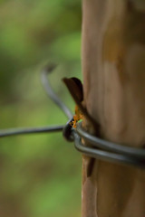 Ants working very hard. Caring leafs. ant walking on the tree in the forest,