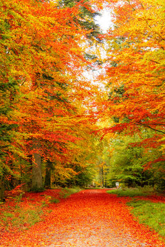 Autumn forest scenery. View to the mountain. Red leaves.  Red leaves on a bench. Footpath in scene autumn forest nature. Vivid october day in colorful forest, maple autumn trees road fall way 
