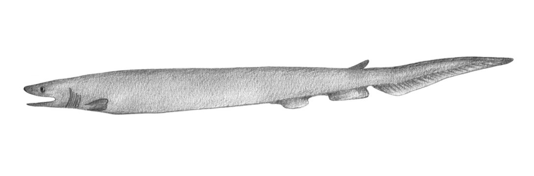 Frilled Shark. Hand Drawn Black Pencil Realistic Illustration.