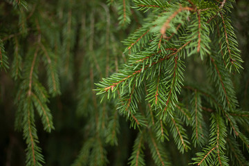 Background with fir branches, tree, nature.
