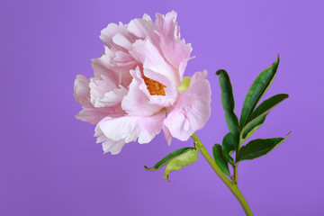 Gently pink peony flower isolated on purple background.