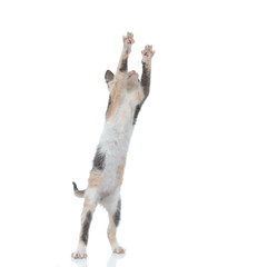 Playful pussy playing and jumping