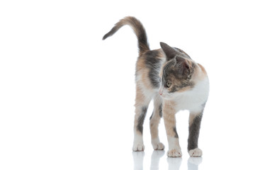 Wondering pussy curiously looking to the side