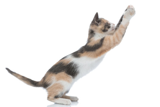 Side view of a lovely kitten playing and reaching