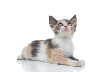 Adorable cat looking up while laying down