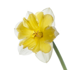 Daffodil flower with bright yellow center isolated on a white background.