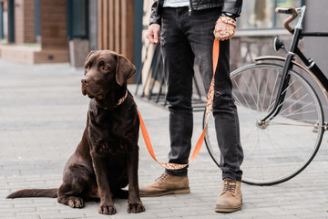 Cute labrador dog sitting on trottoire with his owner standing near by