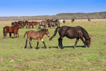 Grazing horses herd in a meadow grazing in horse farm
