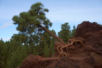 Teneriffa - Baum