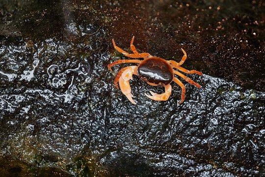 サワガニ」の写真素材 | 672件の無料イラスト画像 | Adobe Stock