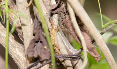 Ant working on branch dry wood,macro photography for natural background
