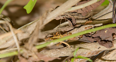 Ant working on branch dry wood,macro photography for natural background