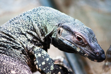 iguana on rock