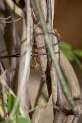 Ant working on branch dry wood,macro photography for natural background