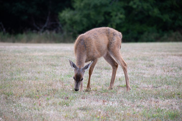 Friendly and not afraid baby deer grazing in a recreational area