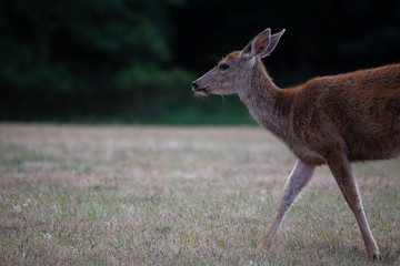 Friendly and not afraid baby deer grazing in a recreational area