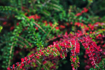 close-up of beautiful bush with small red and green leaves.