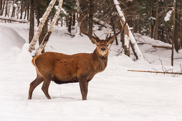 Naklejka na ściany i meble An elk in a winter forest