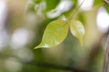 Fresh green leaves background in sunny day