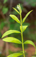 Fresh and green leaves,Natural backgrounds.