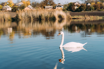 Beautiful autumn scene of a swan family on the lake.