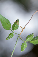 Fresh and green leaves on white bokeh background