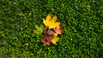 fallen bright leaves from the trees on an autumn day