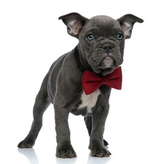 adorable american bully looking to side and wearing a bowtie