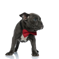 adorable american bully wearing red bow tie on white background