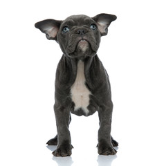 beautiful american bully looking up on white background