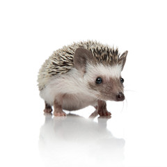 Curious brown porcupine listening and waiting