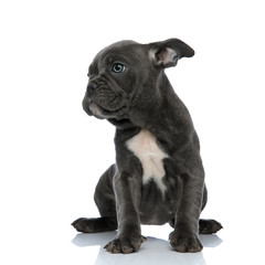 cute american bully looking to side on white background