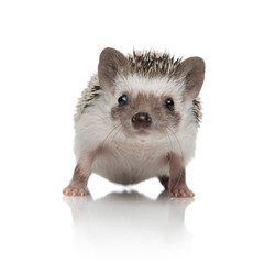 Lovely hedgehog from Africa waiting and standing