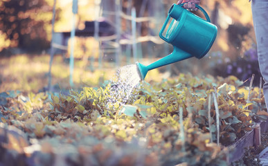 Man farmer watering a vegetable garden